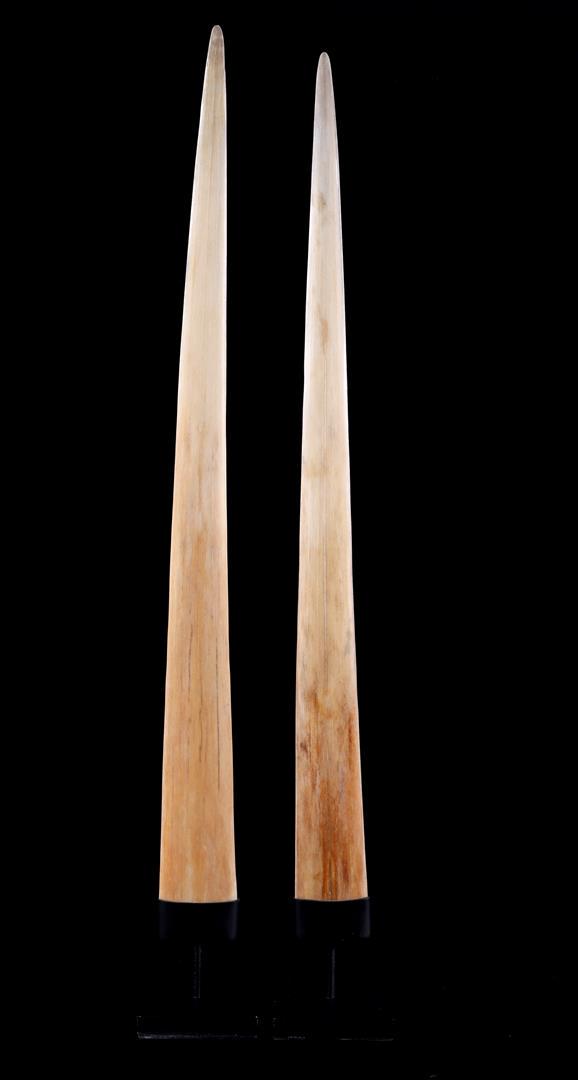 A pair of swordfish tusks (1 of 2)