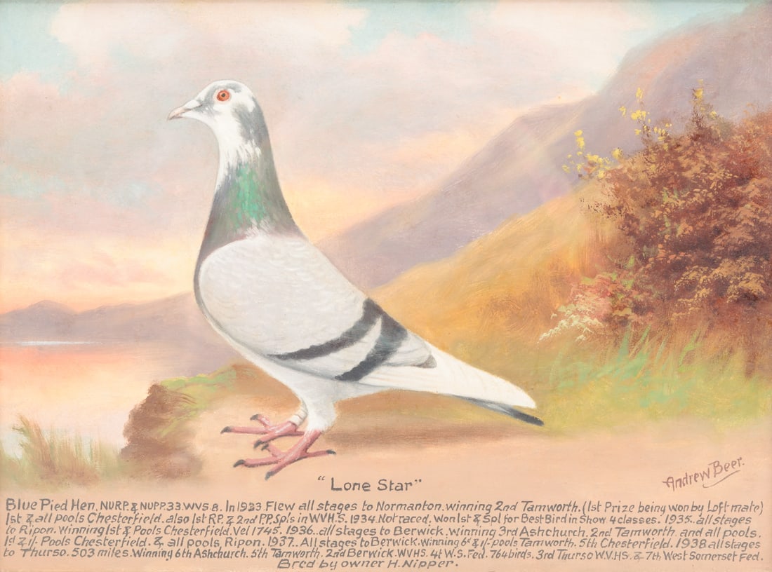 PORTRAIT OF RACING PIGEON BY ANDREW BEER. (1 of 4)