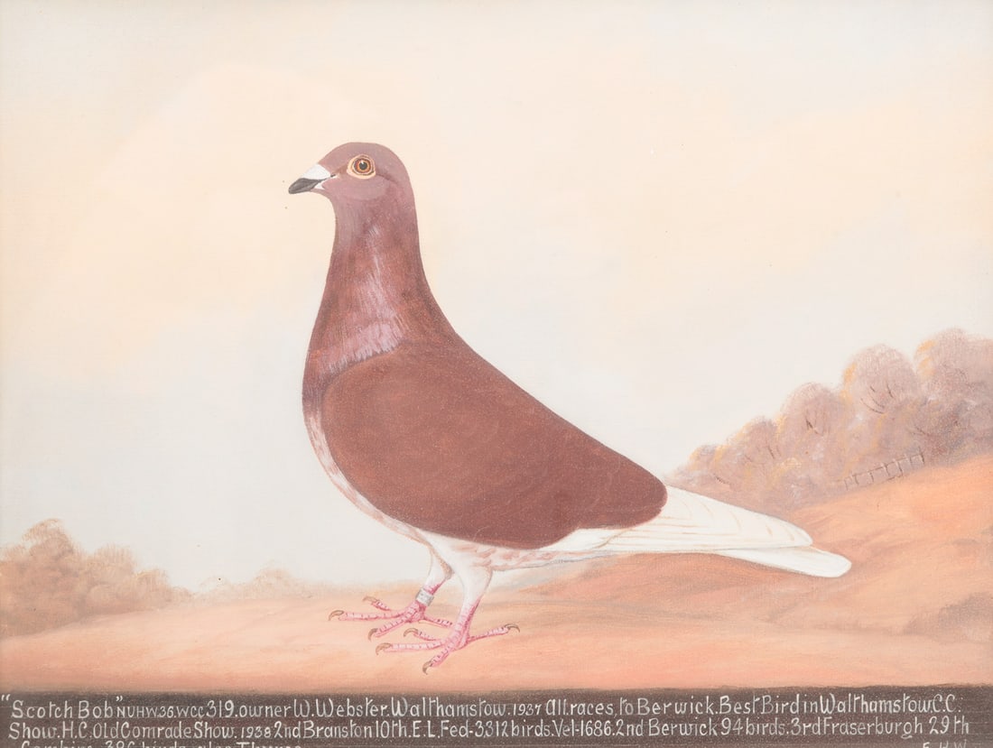 RACING PIGEON PORTRAIT BY EDWARD HENRY WINDRED. (1 of 5)