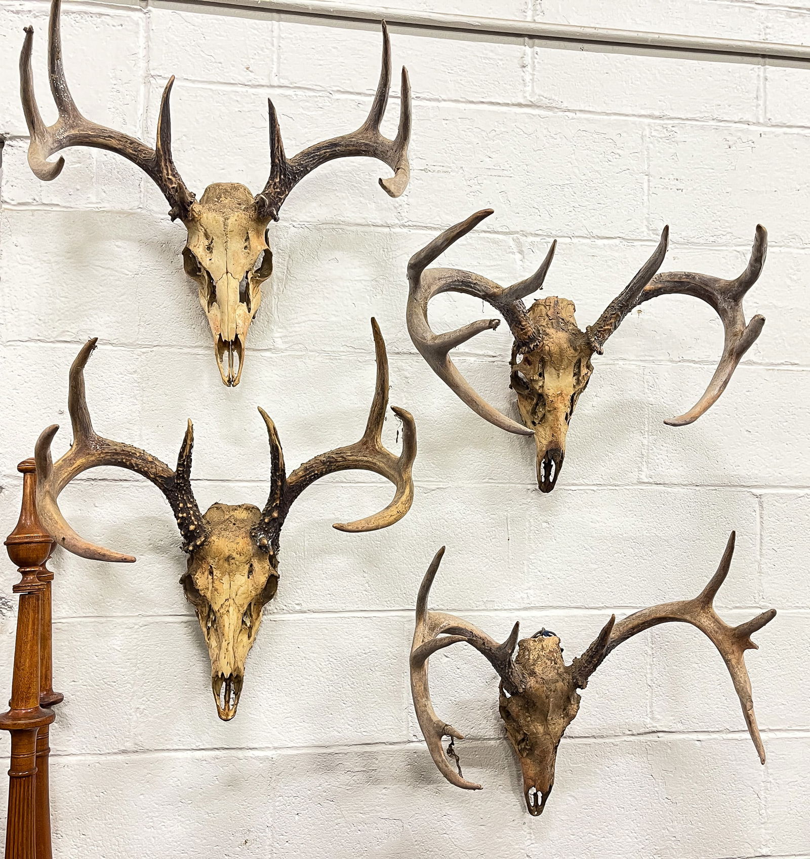 FOUR DEER SKULLS WITH ANTLERS. (1 of 4)