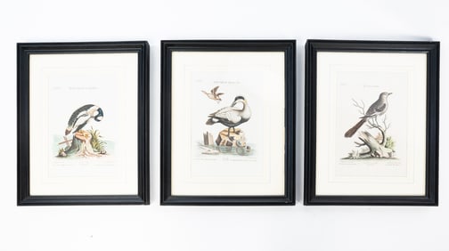 GEORGE EDWARDS (ENGLISH, 1694-1773) AND JOHANN MICHAEL SELIGMANN (GERMAN, 1720–1762) DUCK PRINTS.
