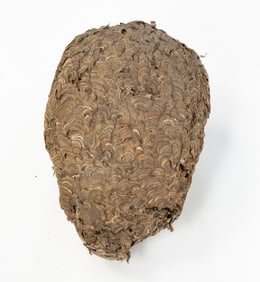 NATURAL HORNETS NEST.