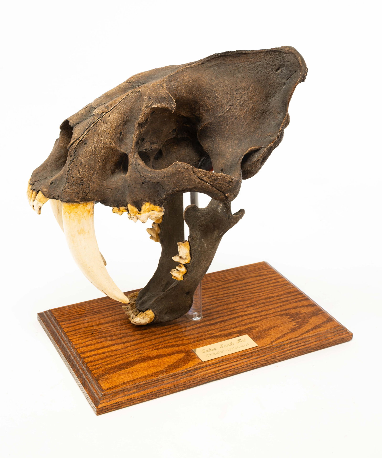 PLASTER CAST REPLICA OF A SABER TOOTH CAT HEAD ON STAND.: American, 20th Century. Plaster cast of a saber tooth cat head on acrylic and oak stand with a brass plaque reading "Saber Tooth Cat / Smilodon californicus". 14"h. 14"w. 8"d. Provenance: From the Lif