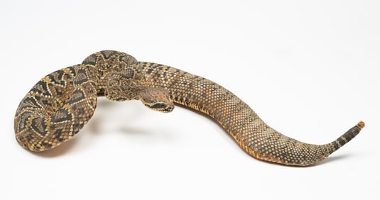 AMERICAN TAXIDERMY DIAMONDBACK RATTLESNAKE.