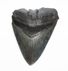 MEGALODON SHARK TOOTH.