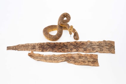 AMERICAN TAXIDERMY RATTLESNAKE AND TWO SNAKE SKINS.