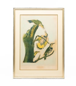 AFTER AUDUBON "GOLDEN-WINGED WOODPECKER", BIEN EDITION.