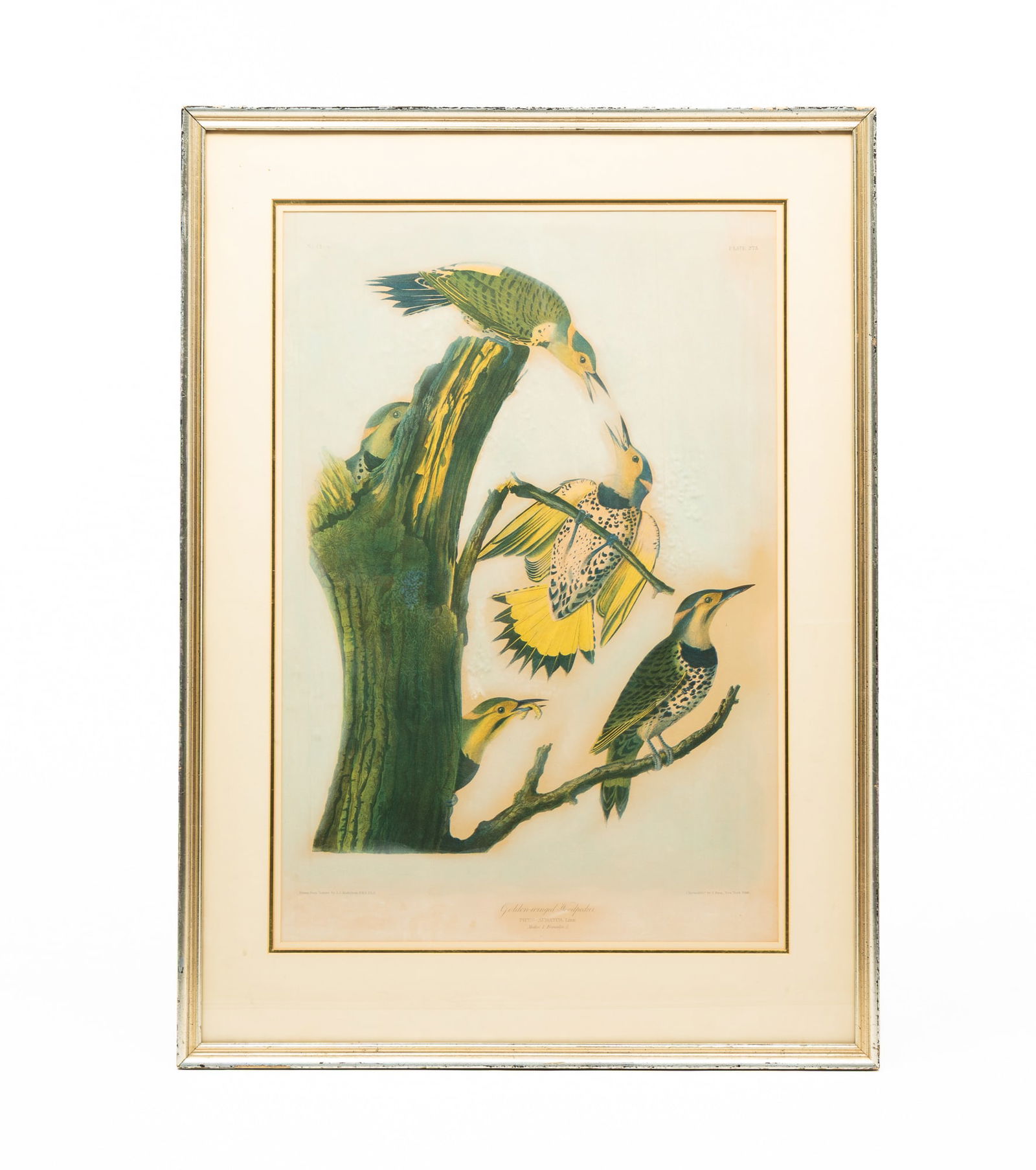 AFTER AUDUBON "GOLDEN-WINGED WOODPECKER", BIEN EDITION. (1 of 7)