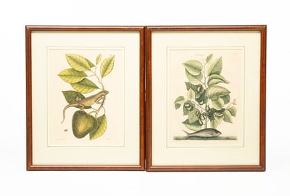 TWO MARK CATESBY (BRITISH, 1682-1749) HAND-COLORED BOTANICAL ENGRAVINGS.