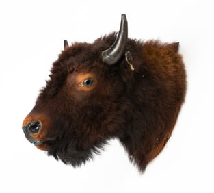 AMERICAN BISON OR BUFFALO TAXIDERMY SHOULDER MOUNT.