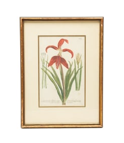 JOHANN WILHELM WEINMANN (GERMAN, 1683-1741) HAND-COLORED MEZZOTINT ENGRAVING.