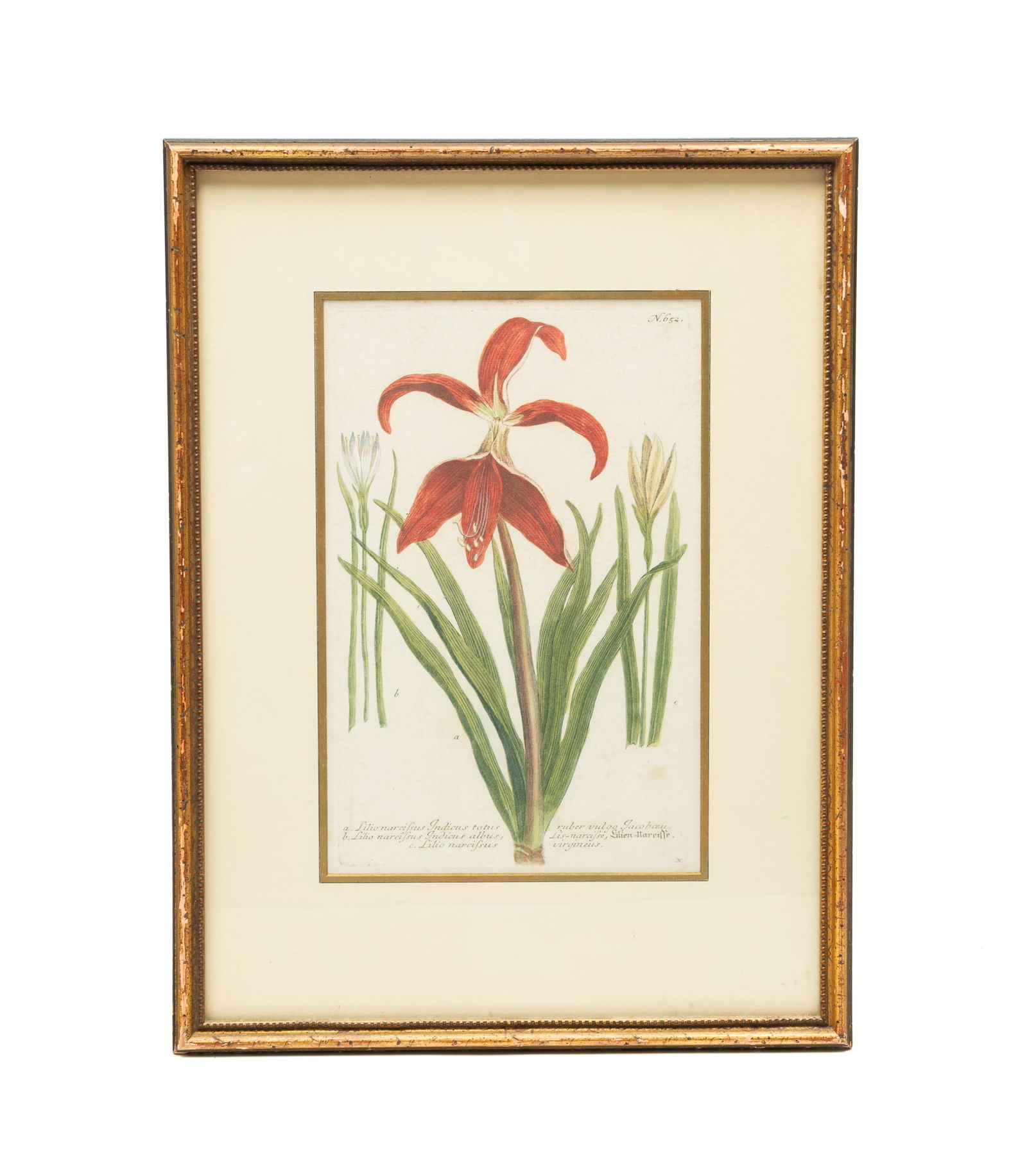 JOHANN WILHELM WEINMANN (GERMAN, 1683-1741) HAND-COLORED MEZZOTINT ENGRAVING. (1 of 7)