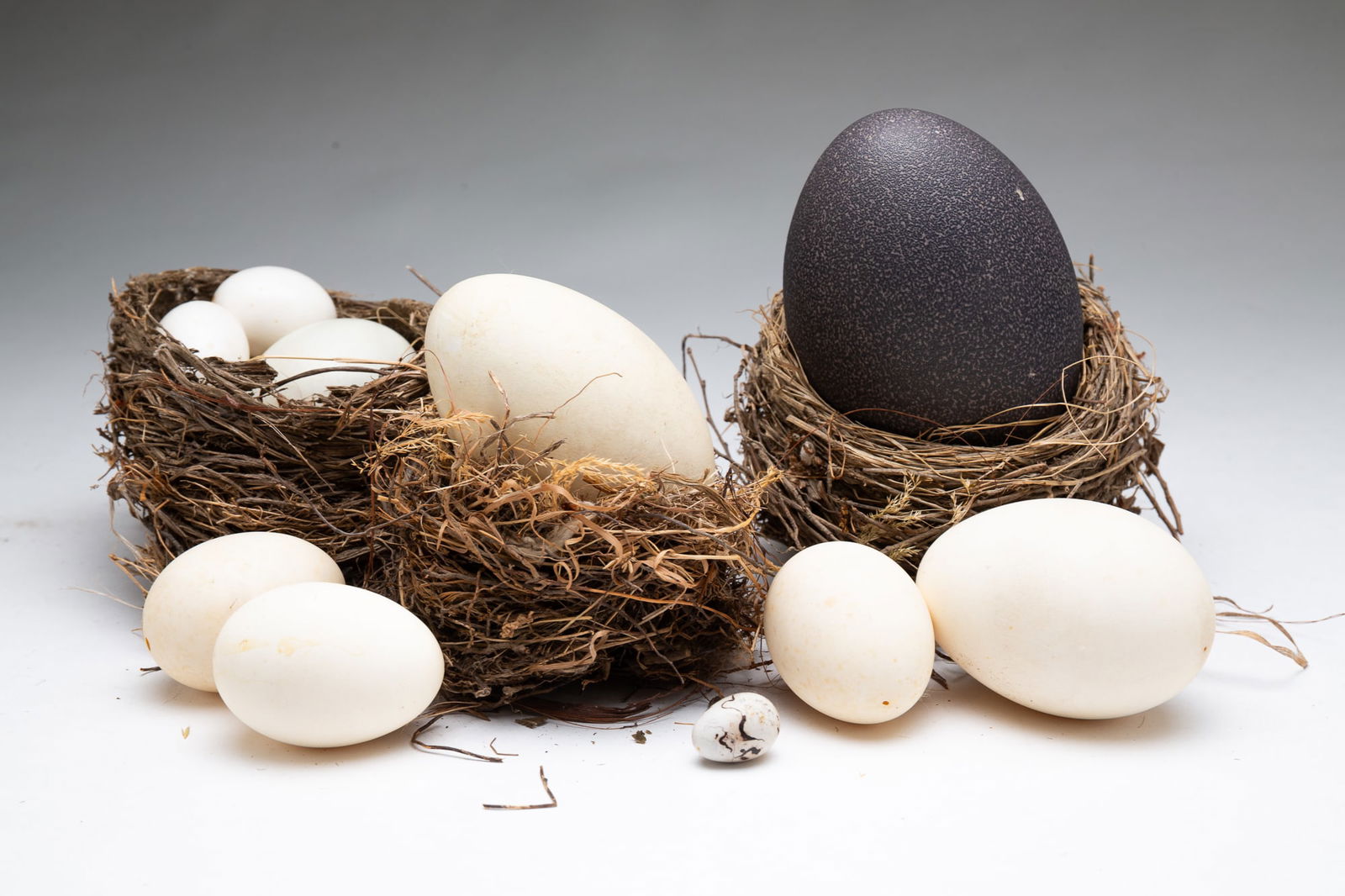 THREE BIRDS' NESTS AND EGGS. (1 of 5)