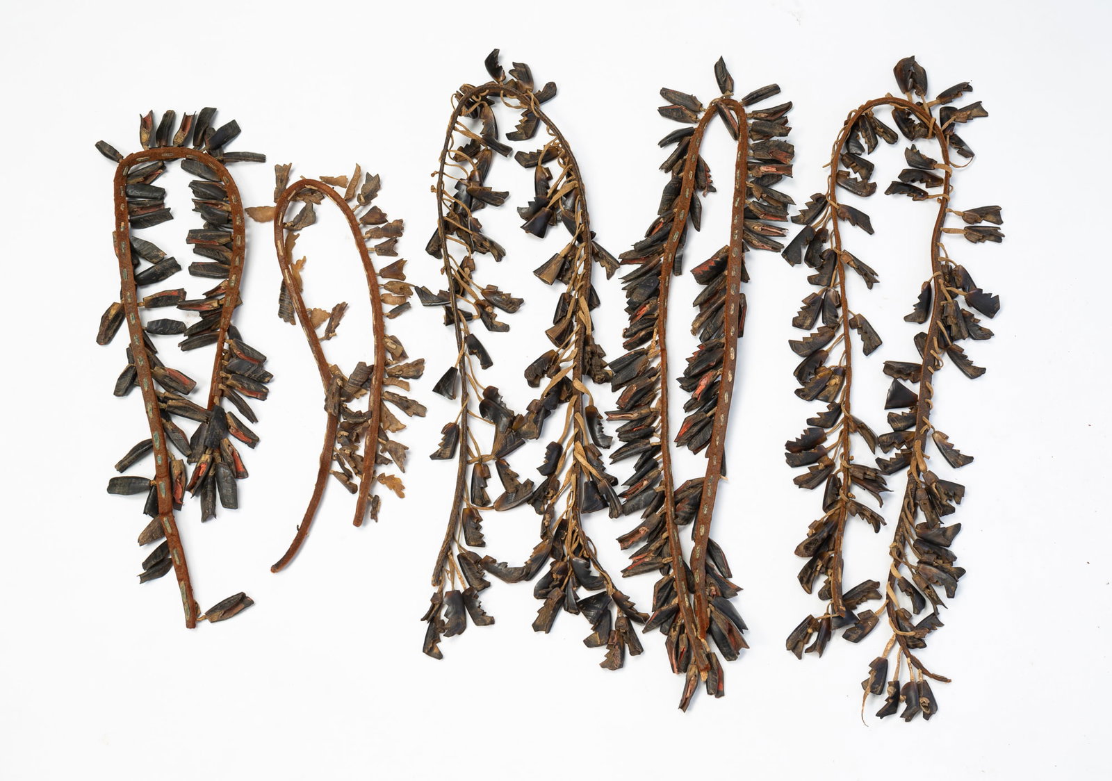 FIVE NATIVE AMERICAN CARVED DEER HOOF BANDOLIERS.: FIVE NATIVE AMERICAN CARVED DEER HOOF BANDOLIERS. Likely Plains, ca. 1900. Five leather straps with attached "deer toes" that act as rattles during traditional dance. Longest strap, 36"l. Provenance: