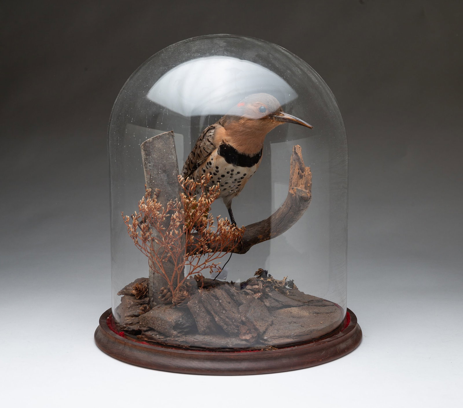 TAXIDERMY NORTHERN FLICKER-ON-BRANCH WITH GLASS CLOCHE. (1 of 6)