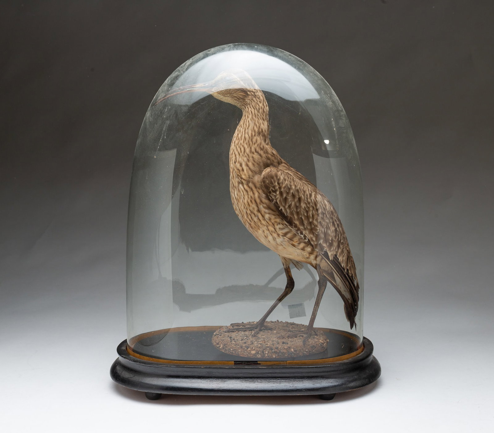 TAXIDERMY EURASIAN WHIMBREL WITH GLASS CLOCHE. (1 of 5)