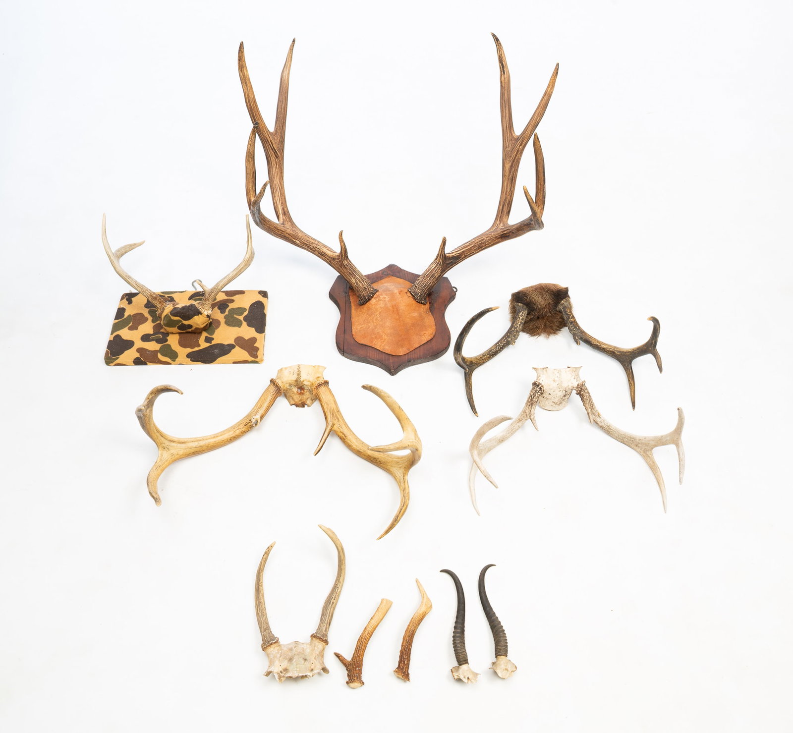 GROUP OF ANTLERS. (1 of 8)