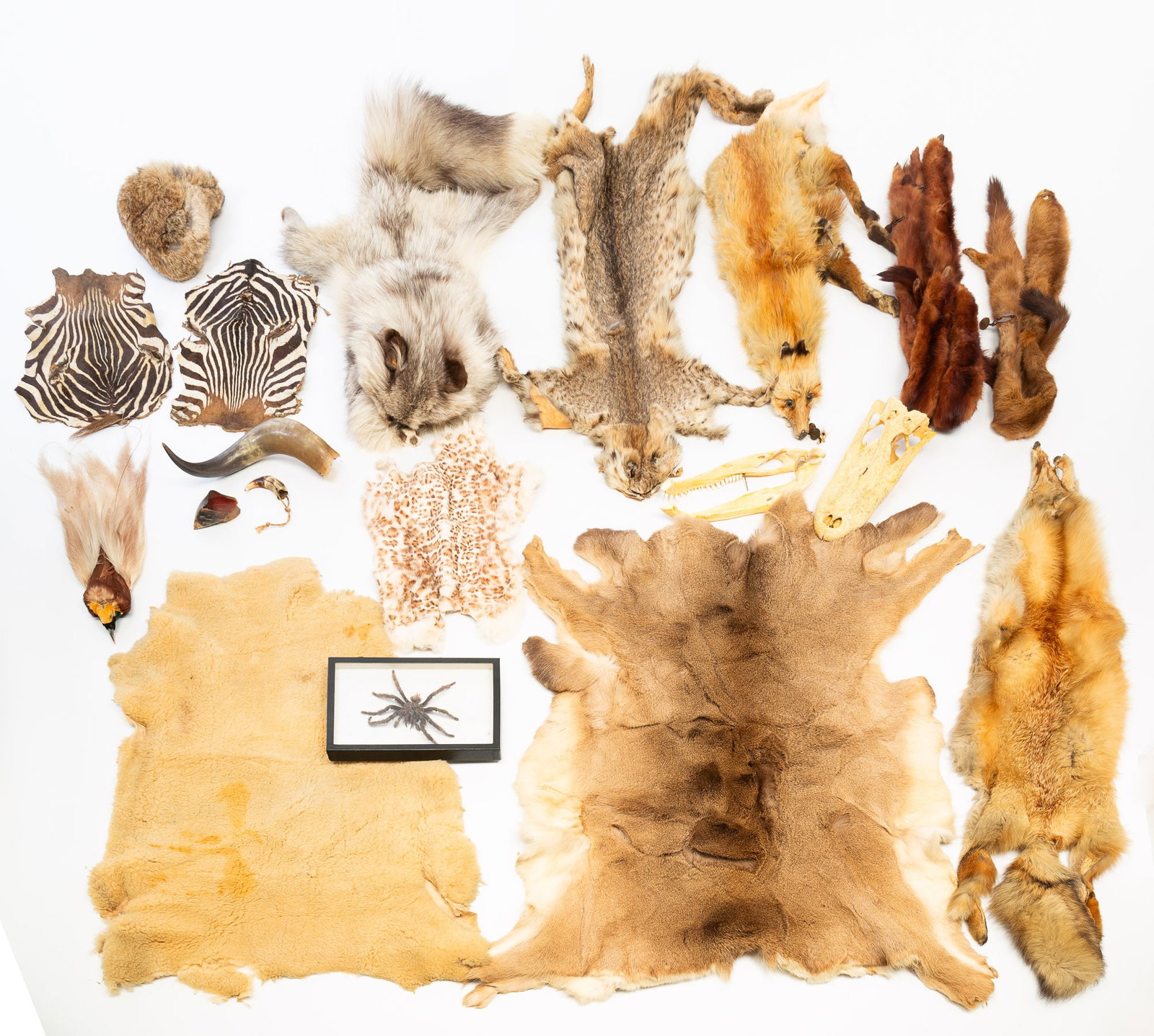 COLLECTION OF ANIMAL HIDES, BONES, AND TAXIDERMY. (1 of 7)