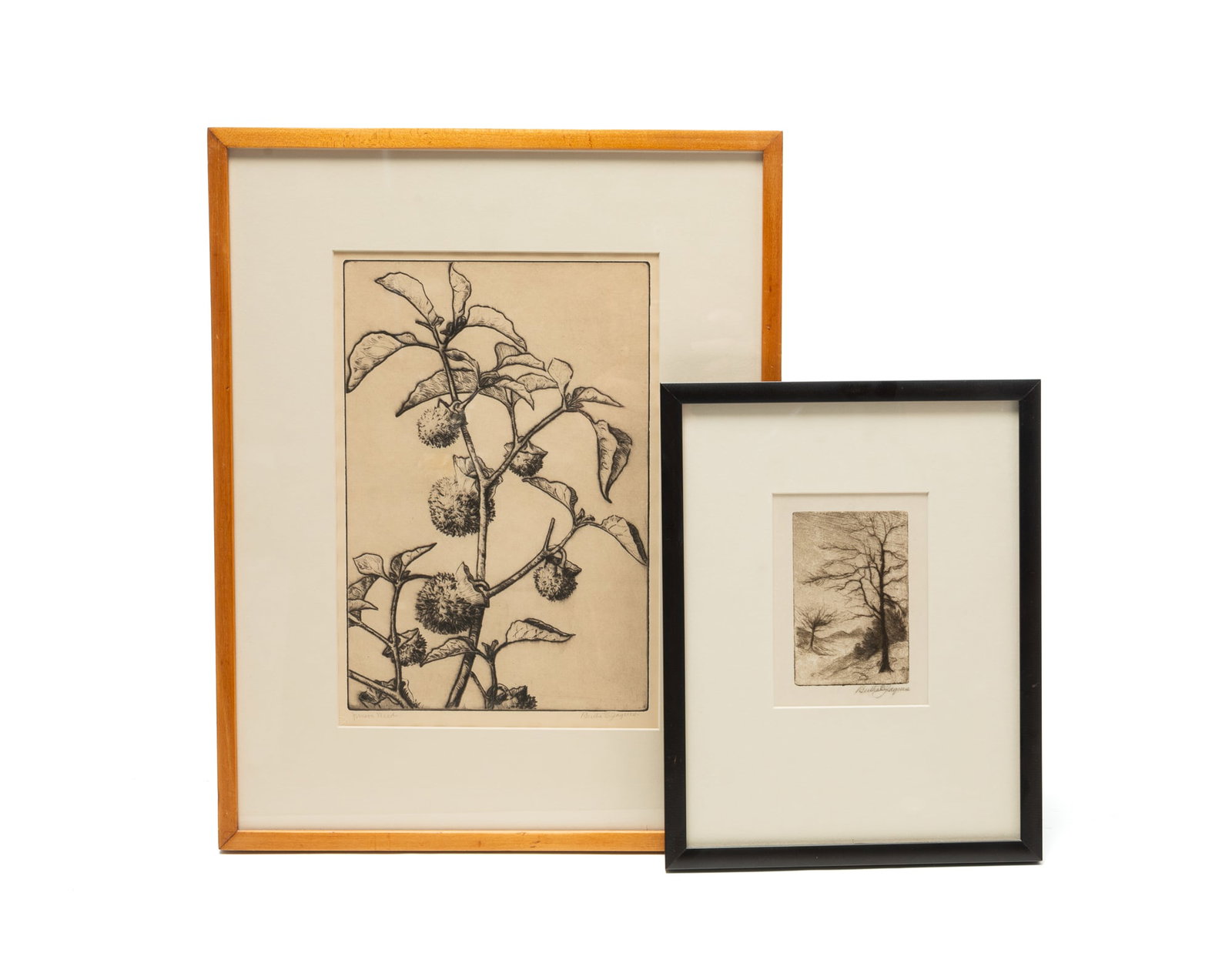 BERTHA E. JAQUES (CHICAGO, ILLINOIS, 1863-1941) "JIMSON WEED" AND A TREE ETCHING. (1 of 7)