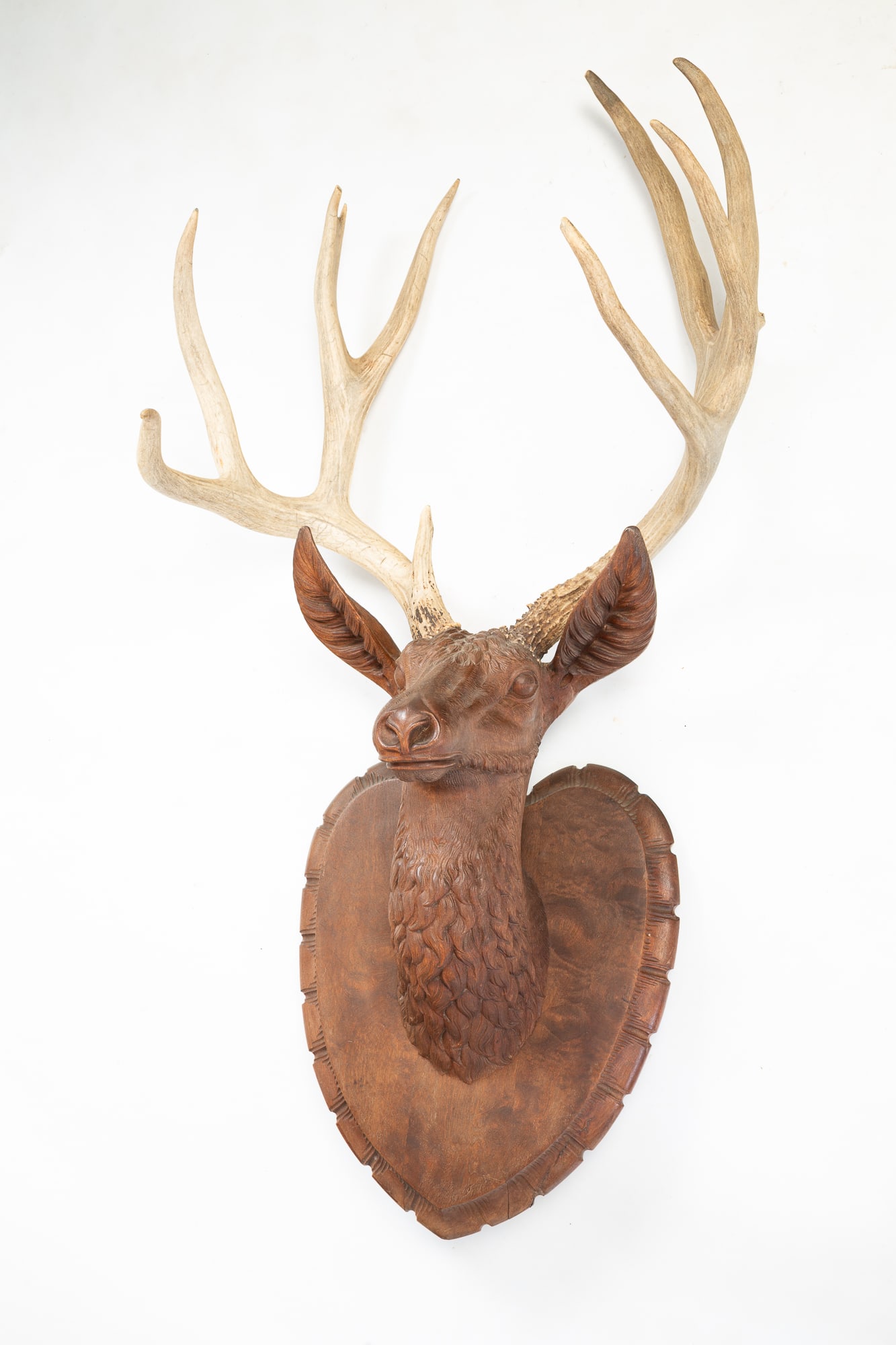CARVED WOODEN DEER HEAD WITH REAL ANTLERS.: CARVED WOODEN DEER HEAD WITH REAL ANTLERS. American, 20th Century. Walnut. On a shield-form plaque. A carved deer head with detailed fur and a real ten-point rack. 40"h. 19.5"w. Provenance: From the