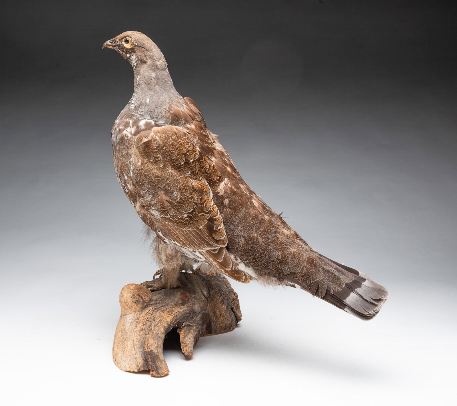 TAXIDERMY GROUSE MOUNTED ON A WOOD BASE.: TAXIDERMY GROUSE MOUNTED ON A WOOD BASE. American, 20th Century. Full-bodied standing Grouse mounted on a piece of wood. 16.25"h. Provenance: The Lifetime Collection of Ron & the late Betty Kozlowski