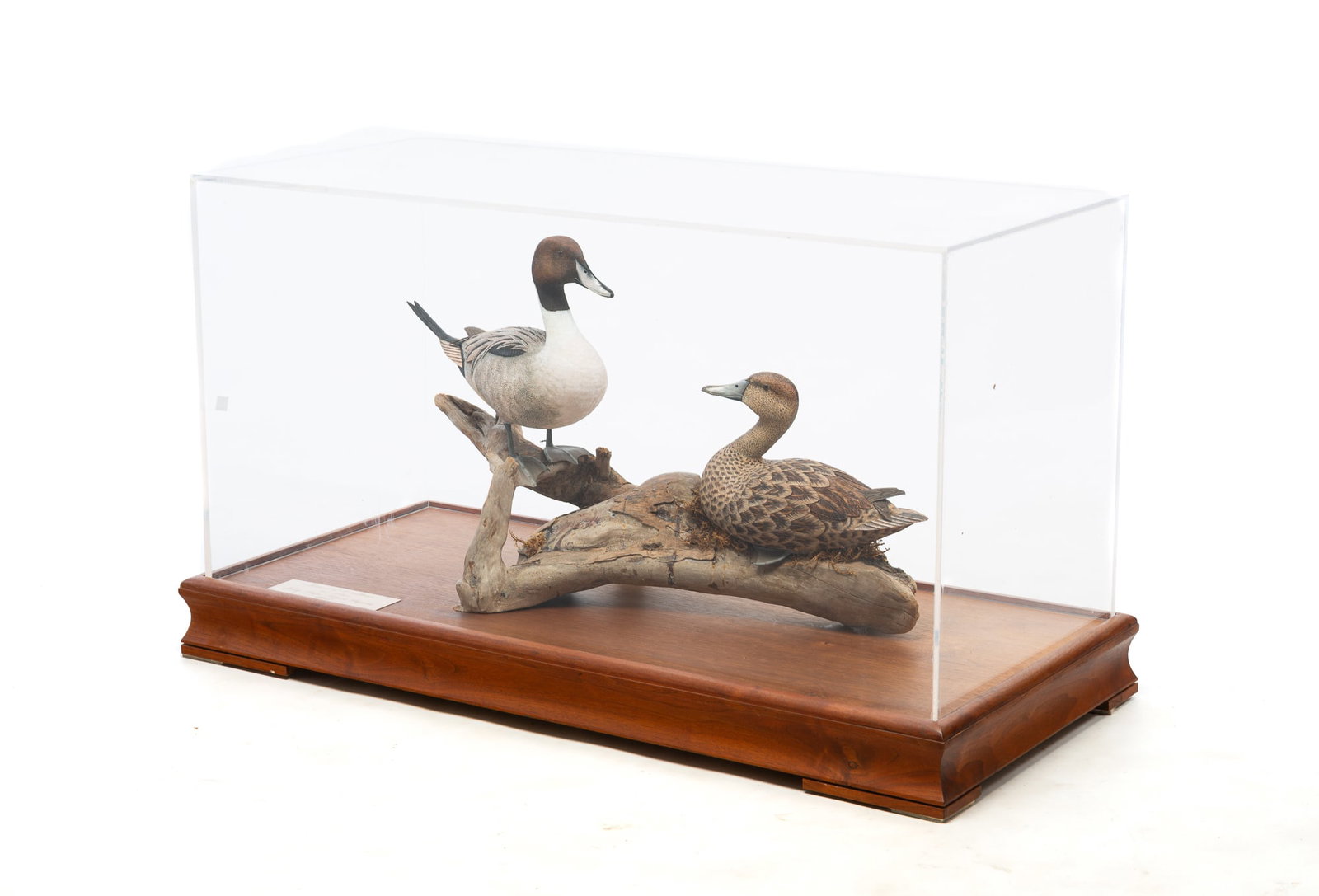 CARVED AND PAINTED MALE AND FEMALE PAIR OF PINTAIL DUCKS.: CARVED AND PAINTED MALE AND FEMALE PAIR OF PINTAIL DUCKS. American, Late 20th Century. Beautifully carved, painted, and mounted on a driftwood branch. Engraved brass plaque "Award of Excellence, 1st P