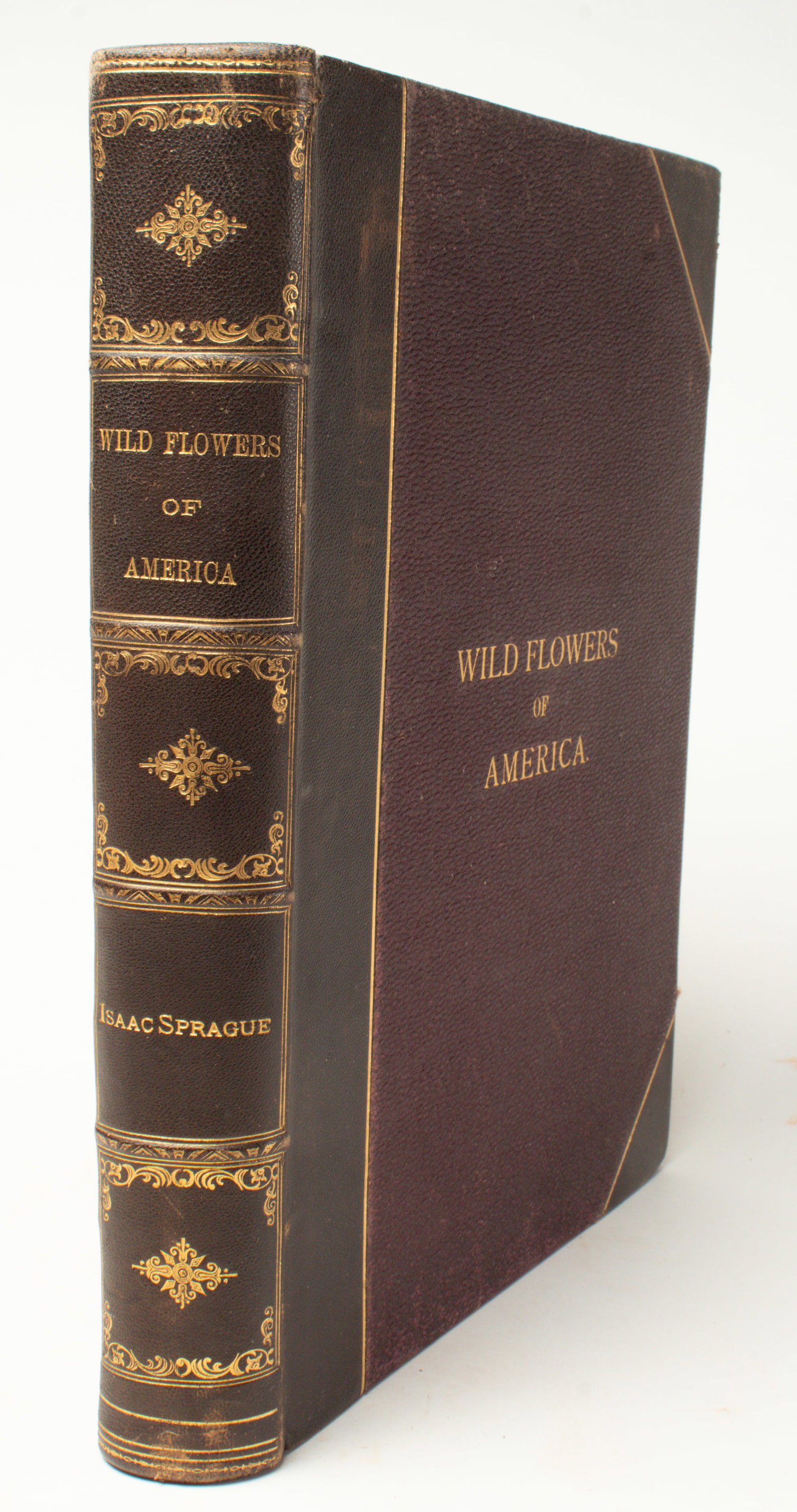 "WILD FLOWERS OF NORTH AMERICA" BY ISAAC SPRAGUE.: "WILD FLOWERS OF NORTH AMERICA" BY ISAAC SPRAGUE. American, Late 19th Century. Fifty colored plates by Isaac Sprague, text by George L. Goodale, S.E. Cassino, Boston, Massachusetts, 1882, leather and 