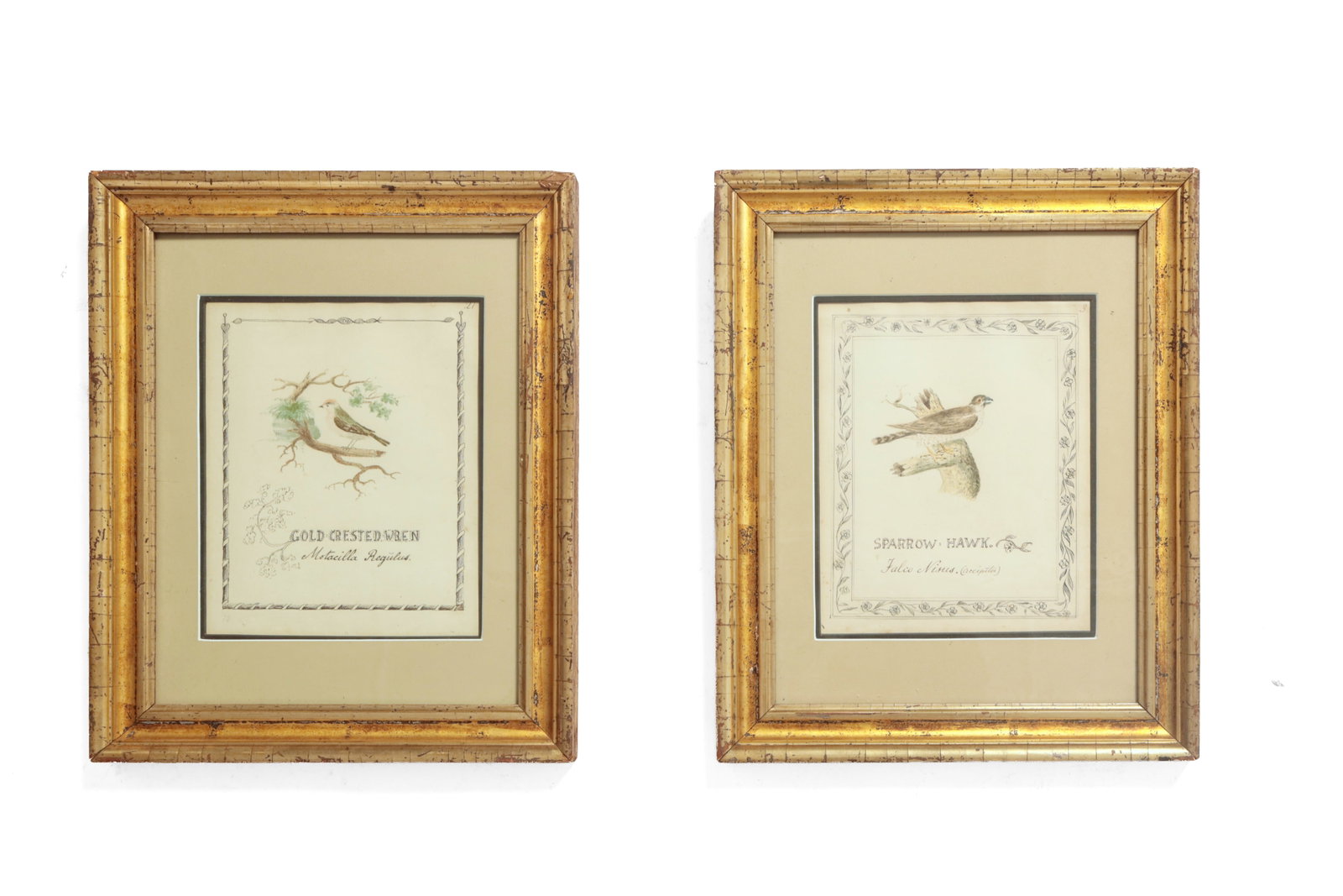 TWO WATERCOLORS OF BIRDS.: TWO WATERCOLORS OF BIRDS. American, mid- 19th Century. On laid paper. A "Sparrow Hawk" and Latin name with pen-and-ink vining floral border and a "Gold Crested Wren" with Latin name, pen-and-ink rope