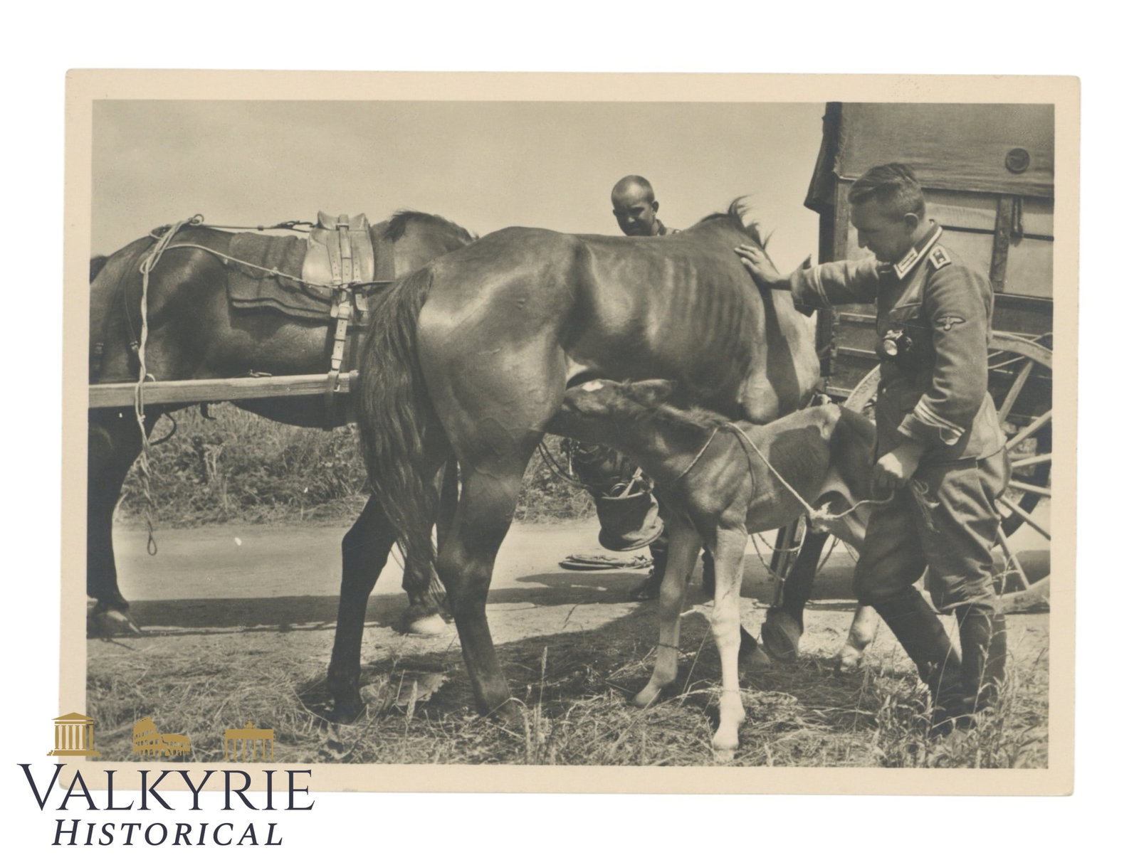 German Waffen SS Propaganda Postcard With Funny Moment of Calf Being Feeded by Mare (1 of 2)