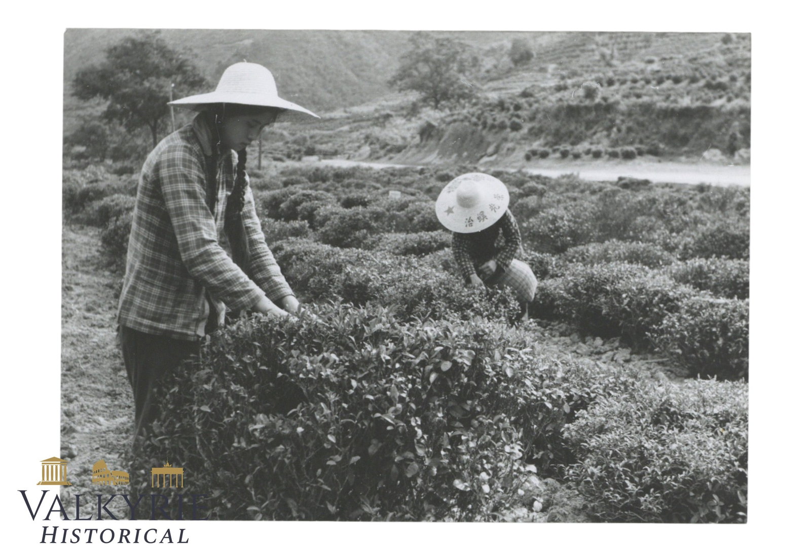 Arczynski Artistic Photograph: Tea Harvest, China, Probably from the 1960s.: Arczynski Artistic Photograph: Tea Harvest, China, Probably from the 1960s.The photographer was made by:Stefan Arczynski (31 July 1916 – 28 August 2022) was a Polish photographer, photographed in nu