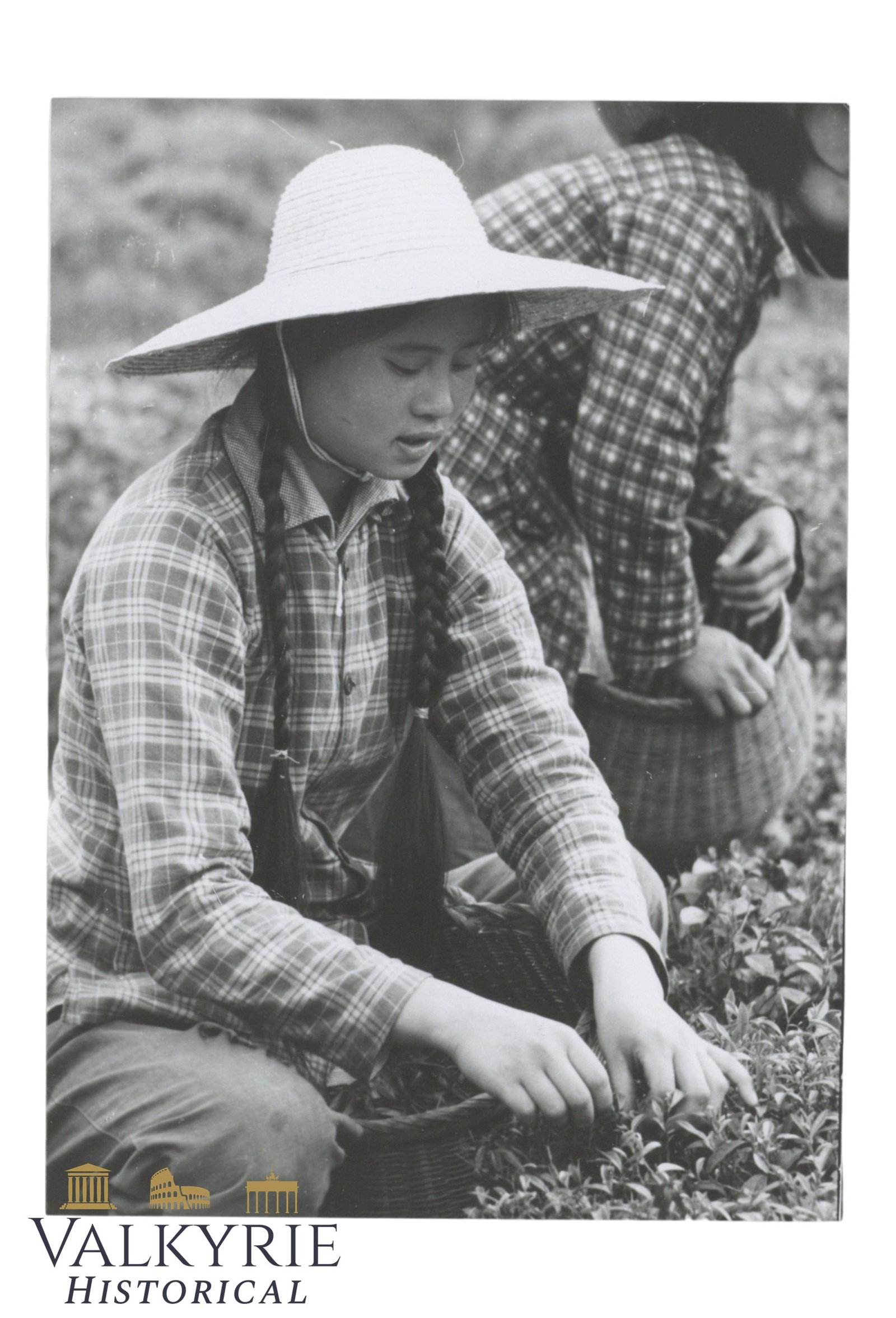 Arczynski Artistic Photograph: Tea Harvest, China, Probably from the 1960s.: Arczynski Artistic Photograph: Tea Harvest, China, Probably from the 1960s.The photographer was made by:Stefan Arczynski (31 July 1916 – 28 August 2022) was a Polish photographer, photographed in nu