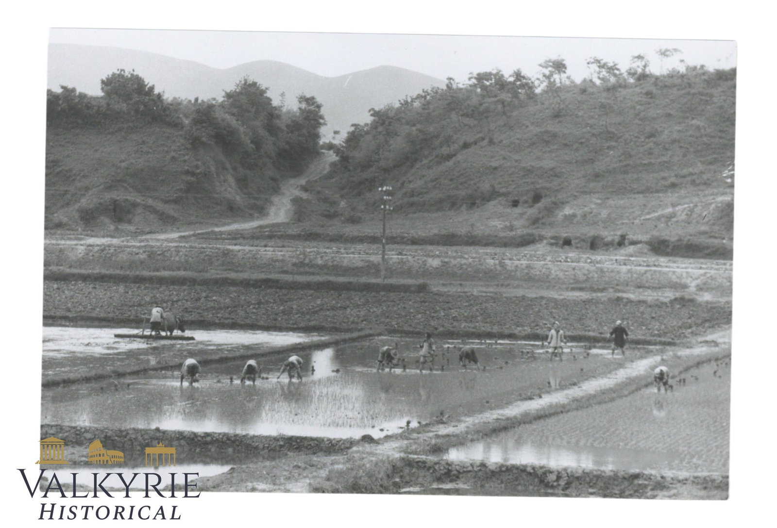Arczynski Artistic Photograph: Rice Field, Nanjing, China, from the 1950s.: Arczynski Artistic Photograph: Rice Field, Nanjing, China, from the 1950s.The photographer was made by:Stefan Arczynski (31 July 1916 – 28 August 2022) was a Polish photographer, photographed in num