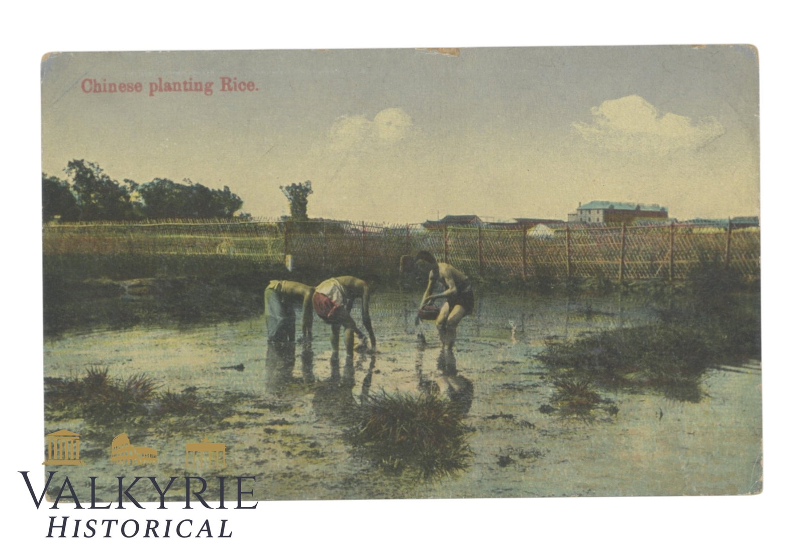 China - Chinese Planting Rice - circa 1910.: China - Chinese Planting Rice - circa 1910. Flat shipping cost $25; it doesn't matter how many items you win. You pay just $25 for shipping.