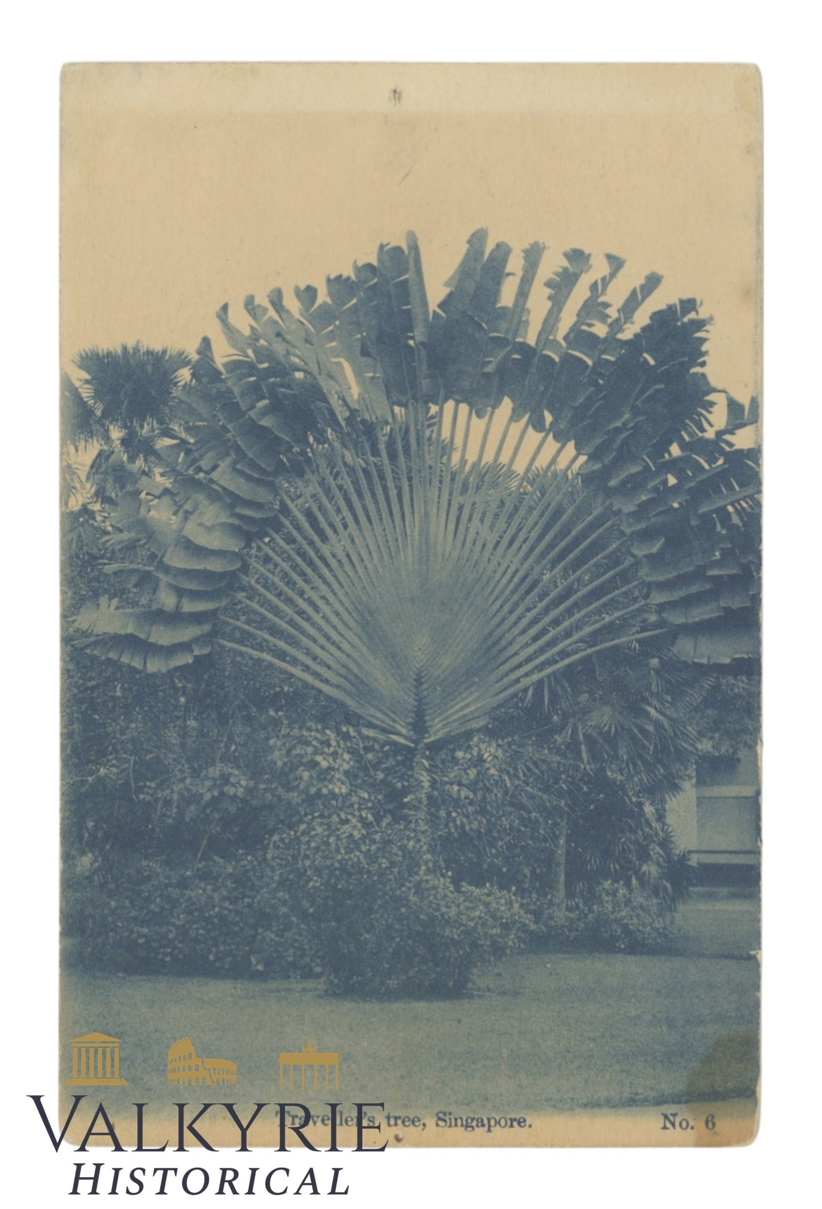 Singapore - Travellers Tree- around 1920. (1 of 2)