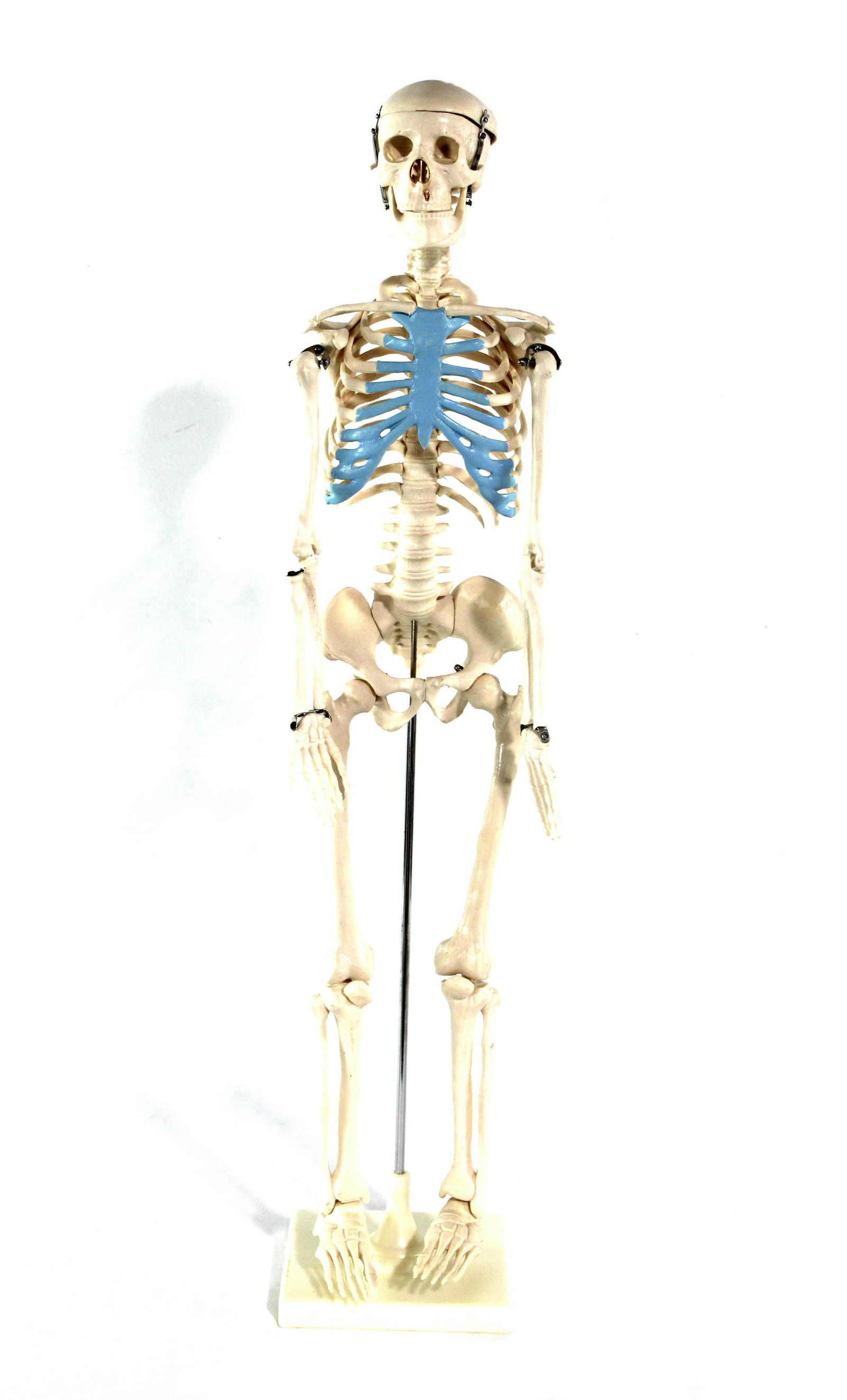 32" Human Skeleton Anatomy Model on Stand (1 of 2)