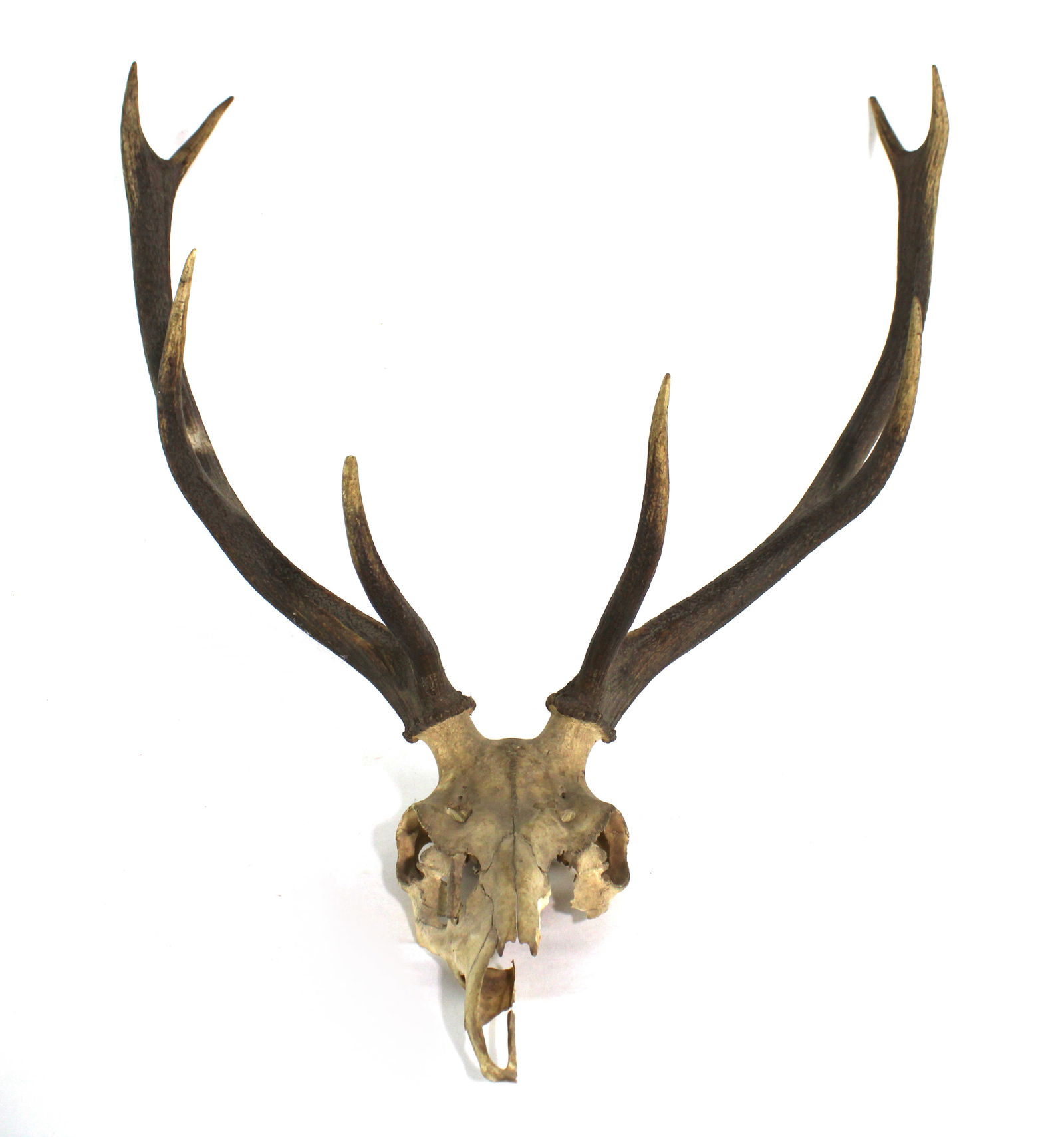 Large Elk Antlers / Skull (1 of 3)