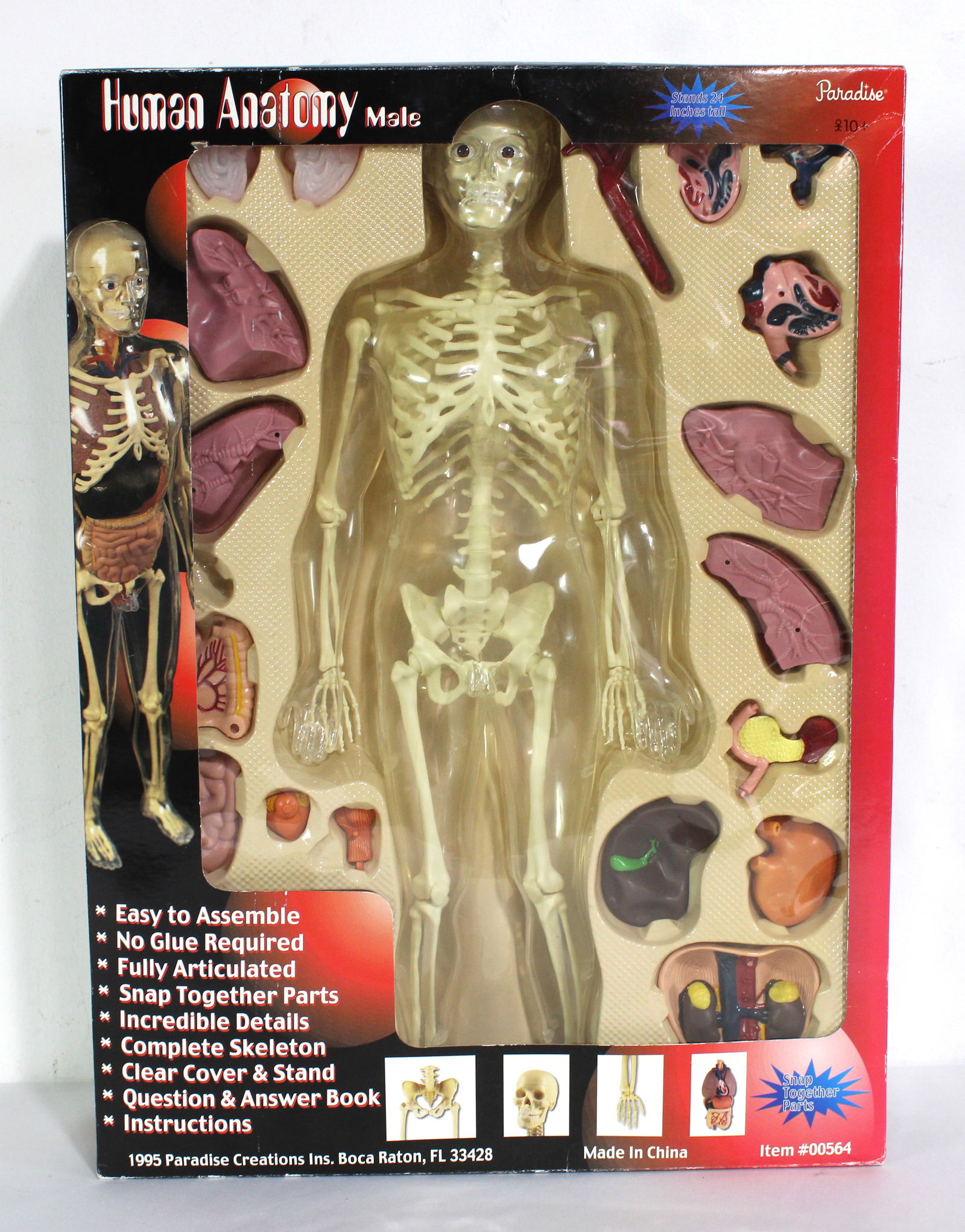 Human Anatomy Toy in Box, Paradise Creations 1995: This item requires third-party shipping or pickup arrangements to be made.