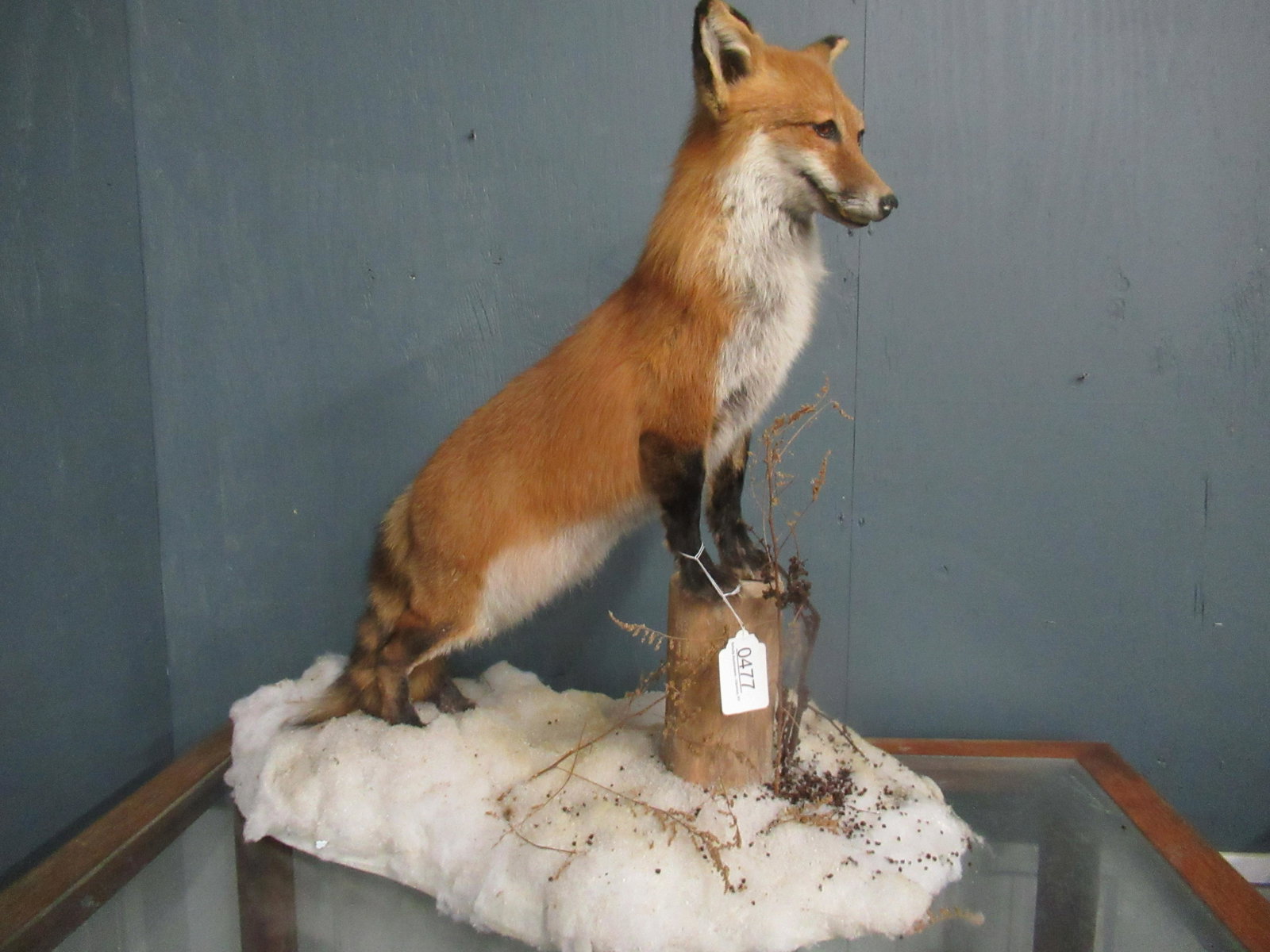 Red Fox Taxidermy on Wood and Snow Scene: Red Fox Taxidermy on Wood and Snow Scene