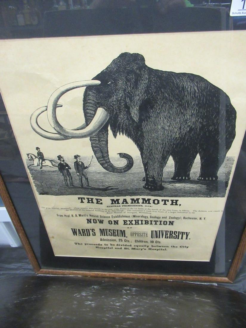 The Mammoth at Wards Museum Advertisement: The Mammoth at Wards Museum Advertisement, Approx. 27"h x 22"w