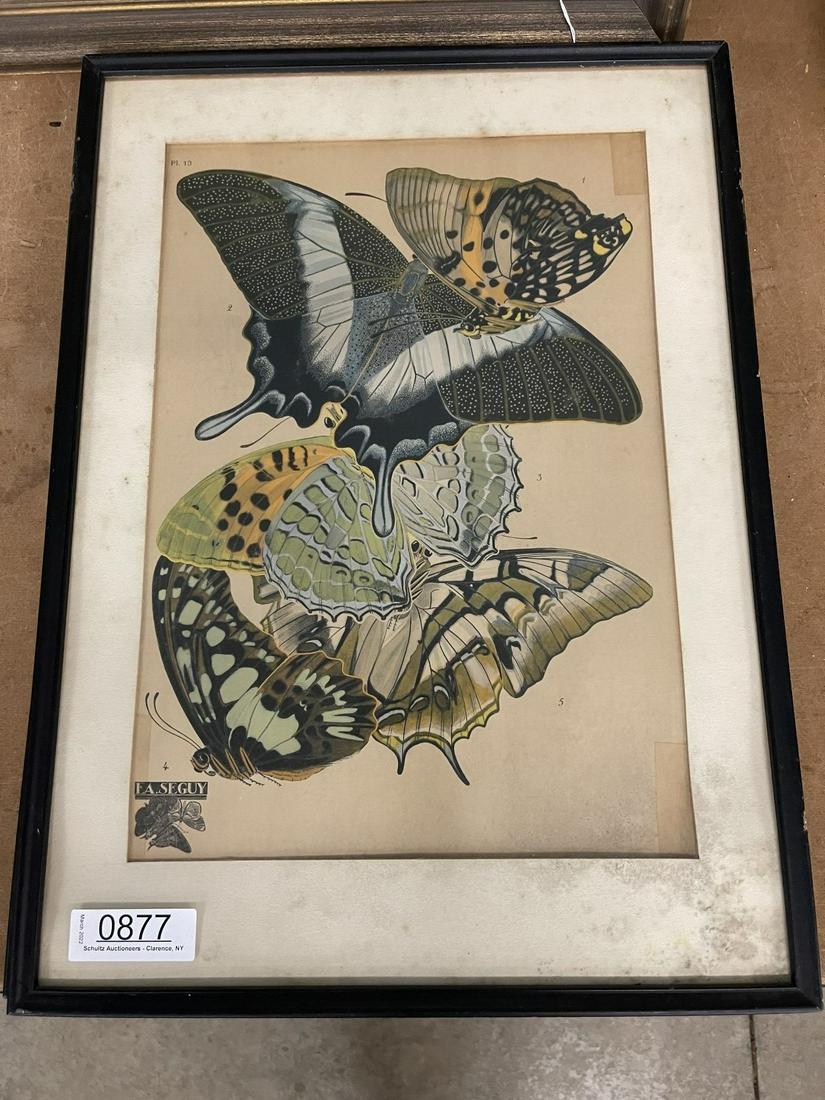 EA. Seguy Book Plate of Butterflies, Plate #13 (1 of 5)