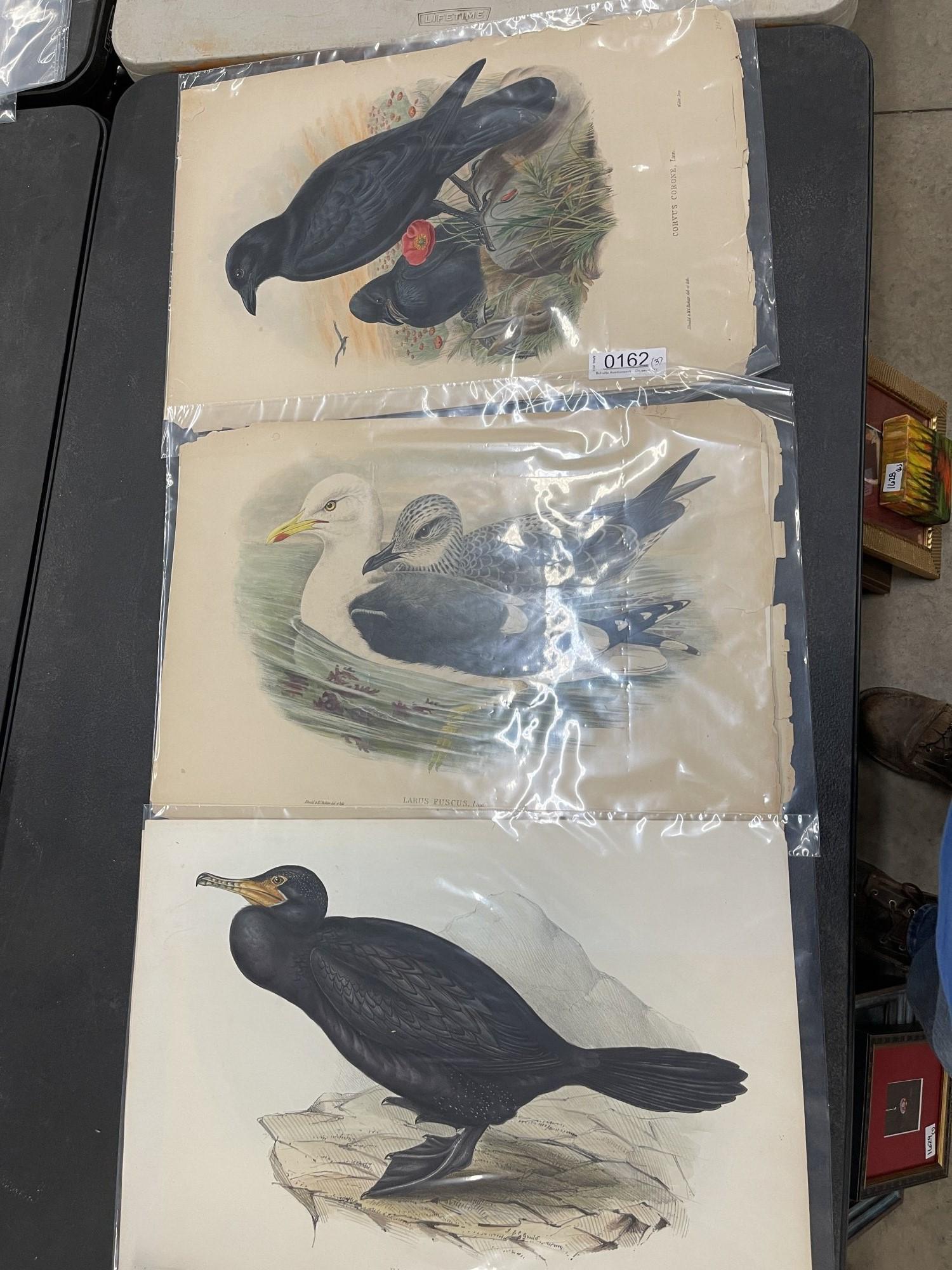 3 1861 John Gould Hand Colored Prints of Birds (1 of 11)