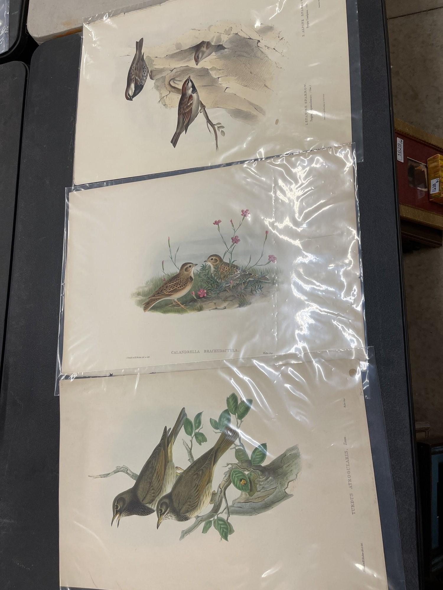 3 1861 John Gould Hand Colored Prints of Birds (1 of 8)