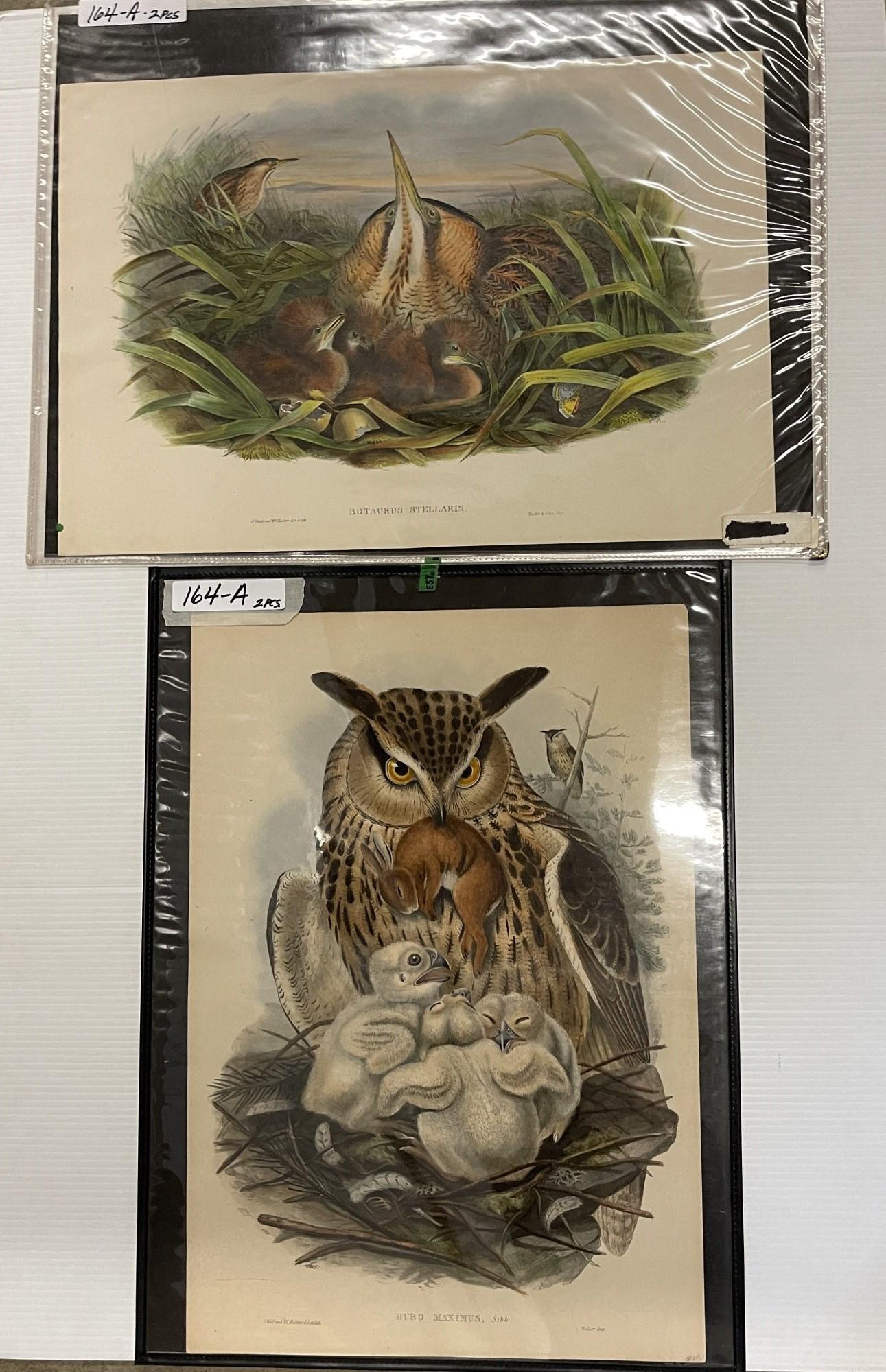 2 Hand Illuminated Prints by J. Gould and J. Wolf (1 of 7)