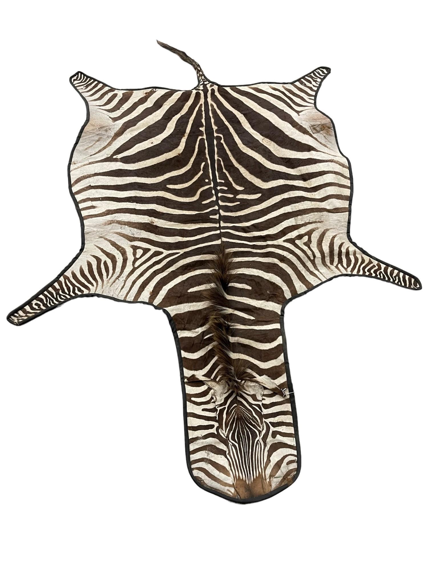 Zebra Skin Rug: Zebra Skin Rug - approx 10ft l x 6ft w