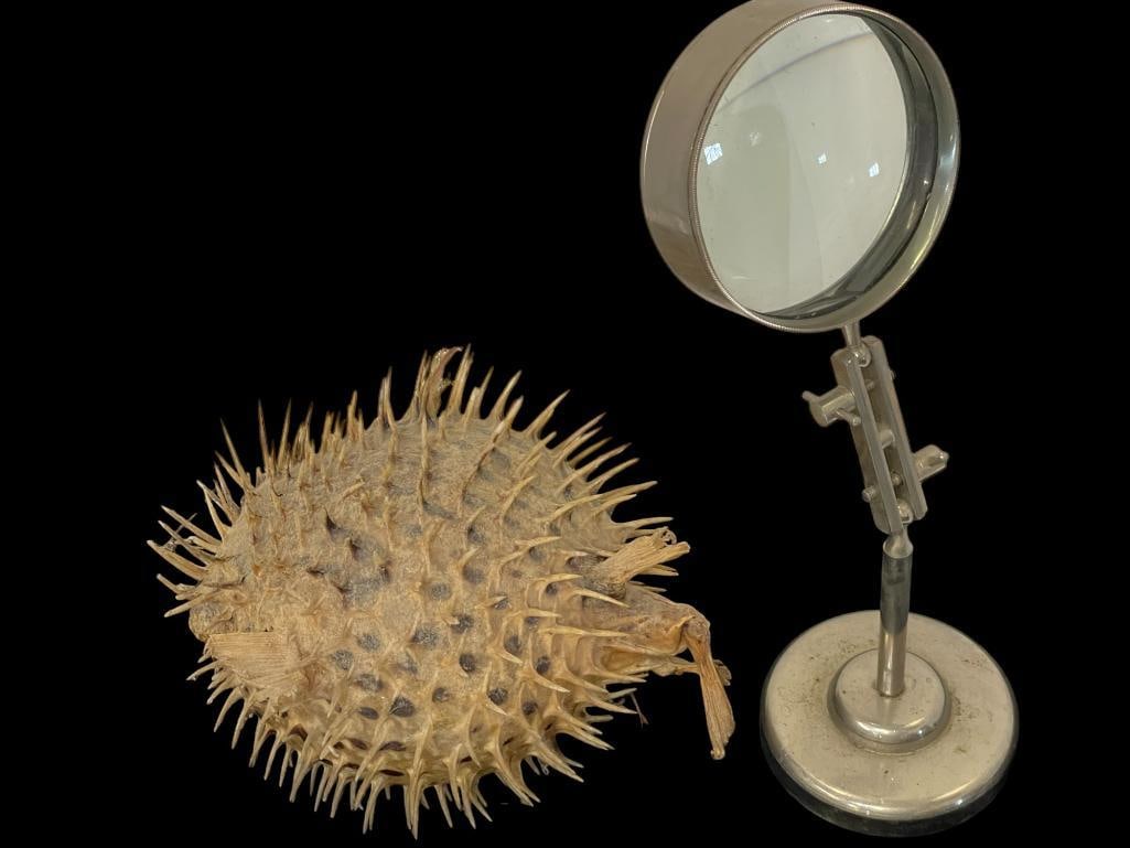 Puffer Fish and Magnifying Glass (1 of 4)