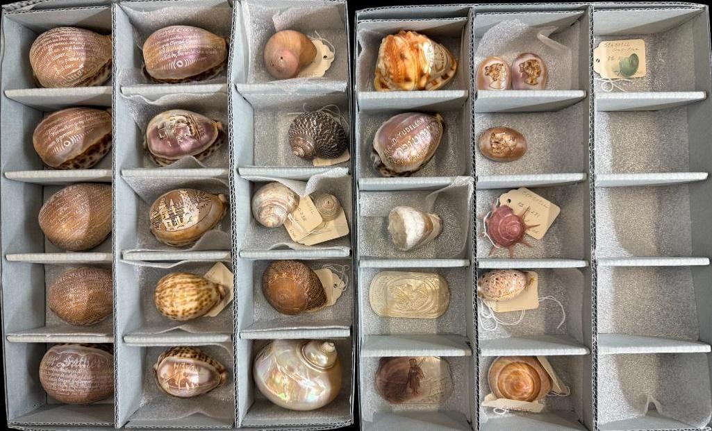 Group of Engraved Seashells and more (1 of 8)