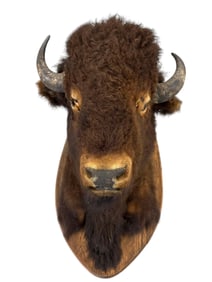 Taxidermy Bison Buffalo Shoulder Mount