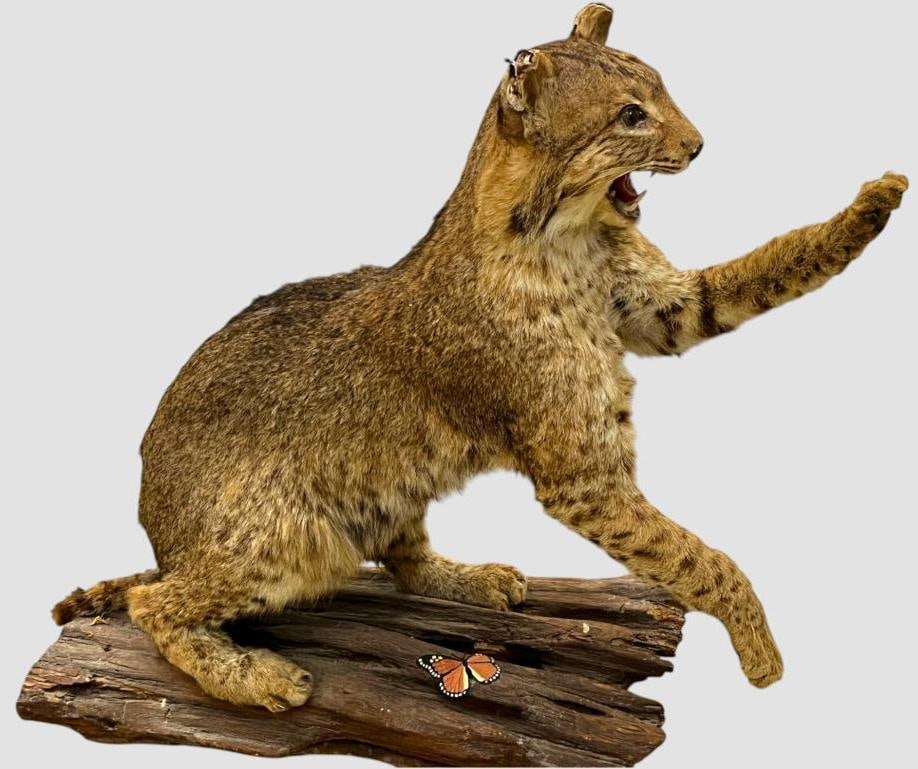 Vintage Taxidermy Bobcat (1 of 6)