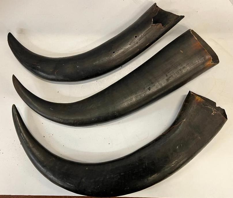 3 Water Buffalo Horns (1 of 2)