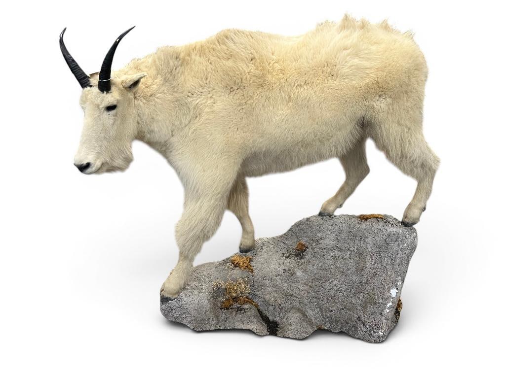 Taxidermy Mountain Goat (1 of 5)